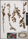 Foto von Salix cinerea L. x Salix purpurea L.